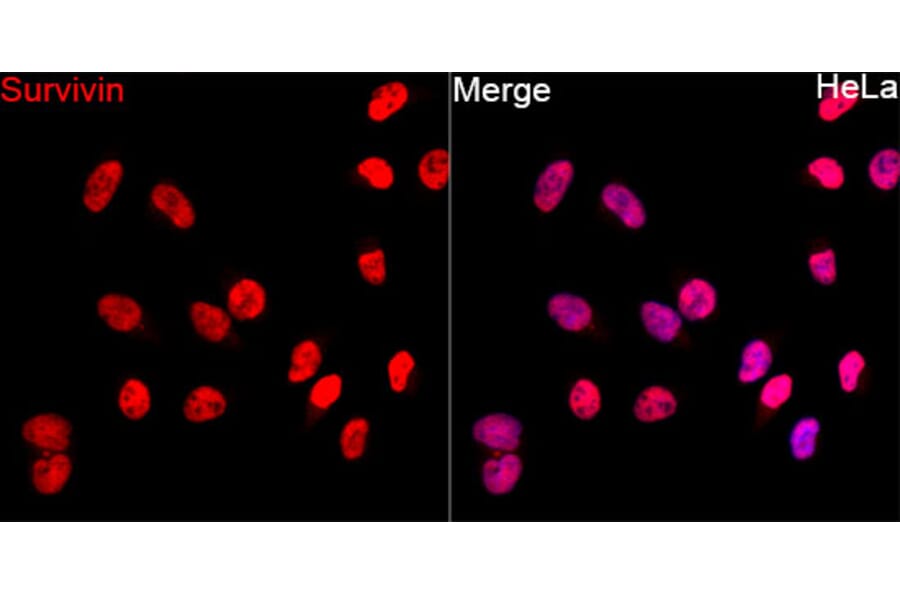 Immunofluorescence - Anti-Survivin Antibody (A329877) - Antibodies.com