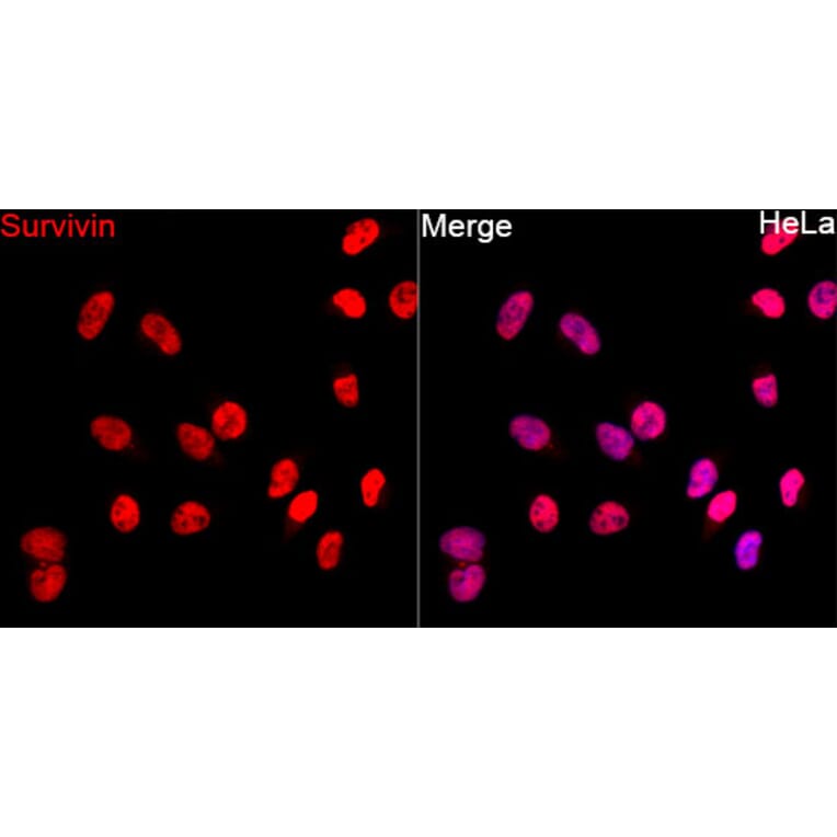 Immunofluorescence - Anti-Survivin Antibody (A329877) - Antibodies.com