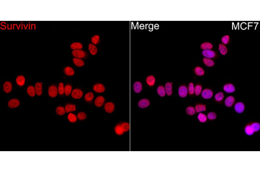 Immunofluorescence - Anti-Survivin Antibody (A329877) - Antibodies.com
