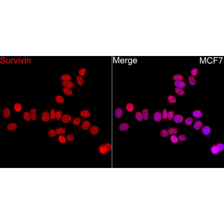 Immunofluorescence - Anti-Survivin Antibody (A329877) - Antibodies.com