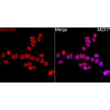 Immunofluorescence - Anti-Survivin Antibody (A329877) - Antibodies.com