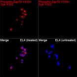 Immunofluorescence - Anti-Zap70 + Syk (Phospho Y319 & Phospho Y352) Antibody (A329878) - Antibodies.com