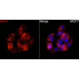 Immunofluorescence - Anti-Tau Antibody (A329883) - Antibodies.com