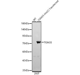 Western Blot - Anti-TGE Antibody (A329885) - Antibodies.com