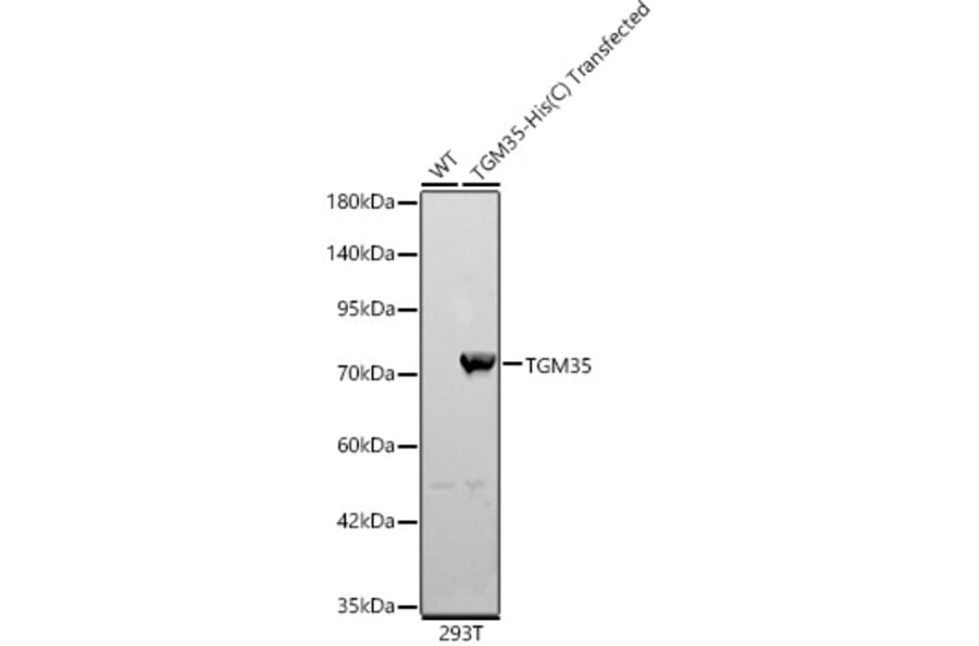 Western Blot - Anti-TGE Antibody (A329885) - Antibodies.com