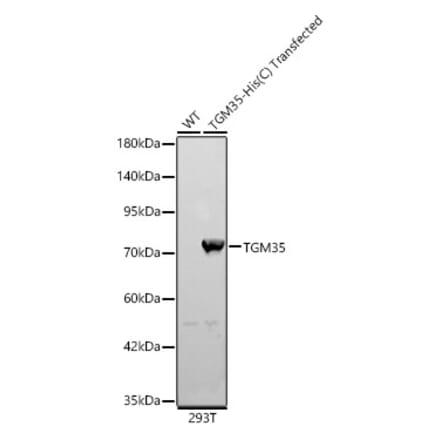 Western Blot - Anti-TGE Antibody (A329885) - Antibodies.com