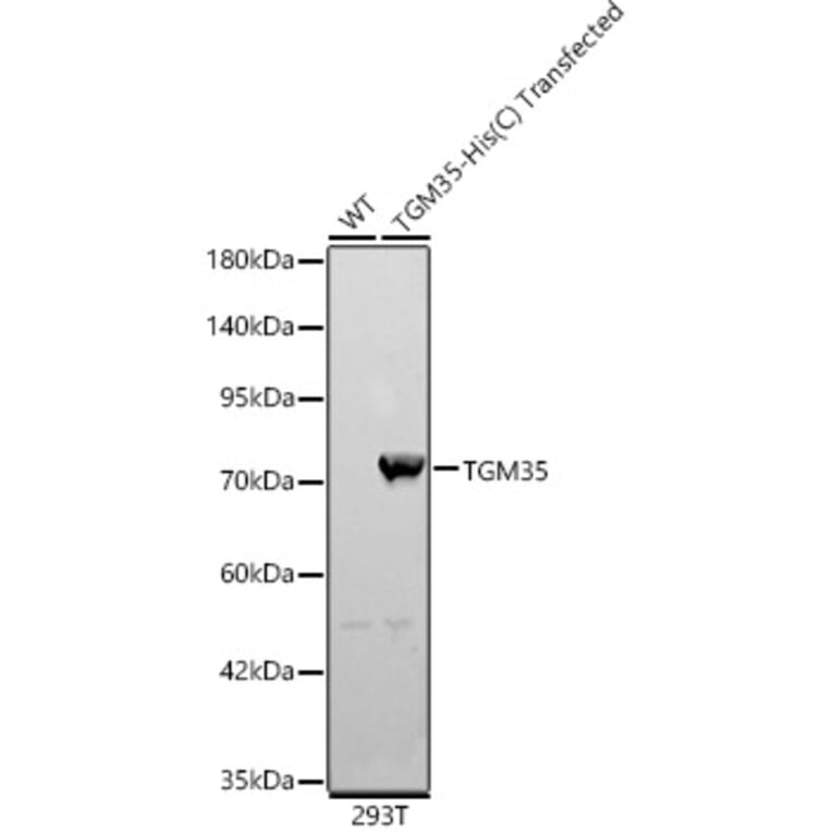 Western Blot - Anti-TGE Antibody (A329885) - Antibodies.com