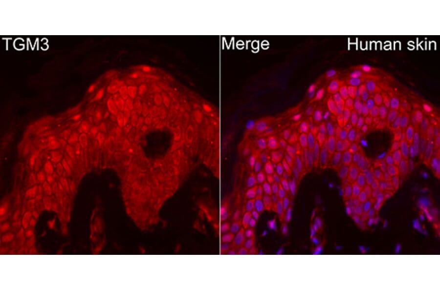 Immunofluorescence - Anti-TGE Antibody (A329885) - Antibodies.com
