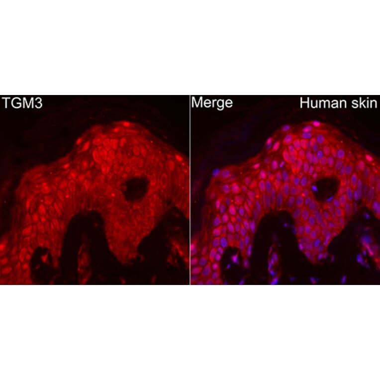 Immunofluorescence - Anti-TGE Antibody (A329885) - Antibodies.com