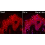 Immunofluorescence - Anti-TGE Antibody (A329885) - Antibodies.com
