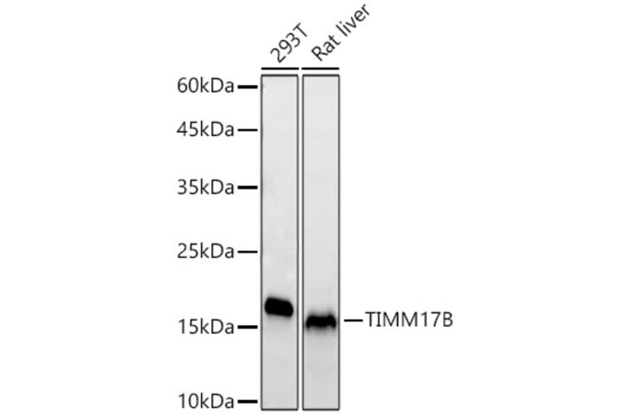 Western Blot - Anti-TIMM17B Antibody [ARC65362] (A329896) - Antibodies.com