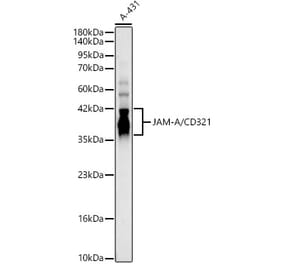 Western Blot - Anti-TIP60 Antibody (A329899) - Antibodies.com