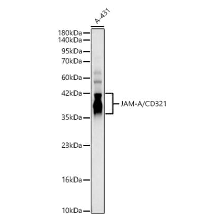 Western Blot - Anti-TIP60 Antibody (A329899) - Antibodies.com