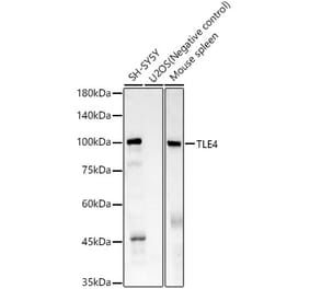 Western Blot - Anti-TLE4 Antibody [ARC61324] (A329903) - Antibodies.com