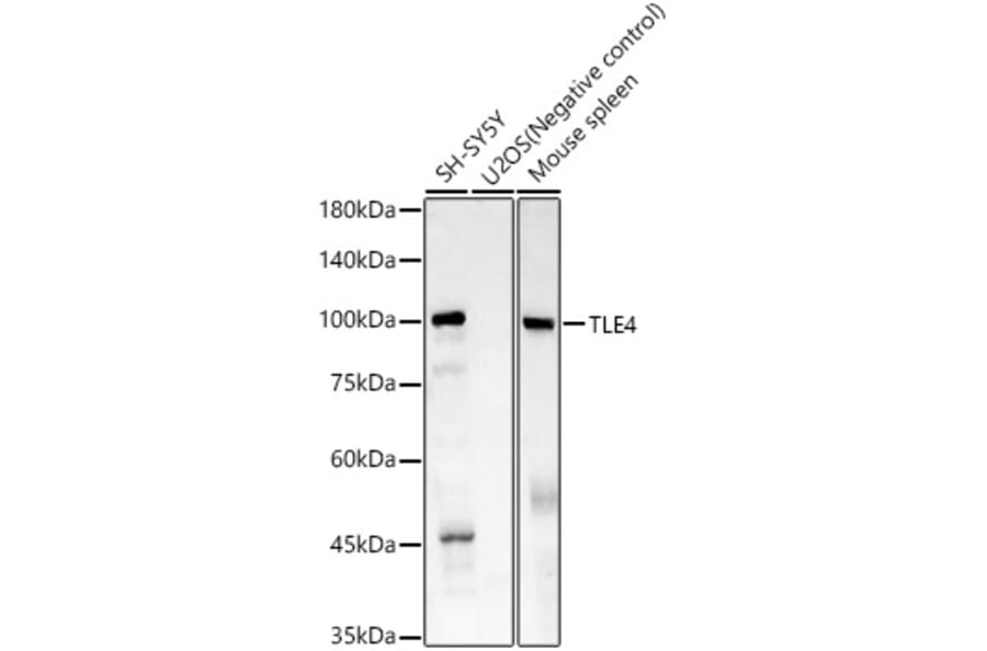 Western Blot - Anti-TLE4 Antibody [ARC61324] (A329903) - Antibodies.com