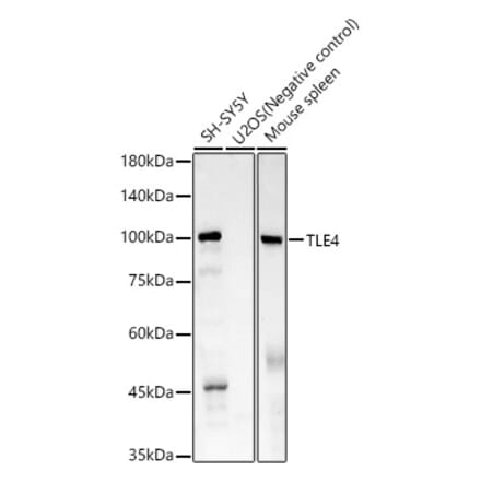 Western Blot - Anti-TLE4 Antibody [ARC61324] (A329903) - Antibodies.com