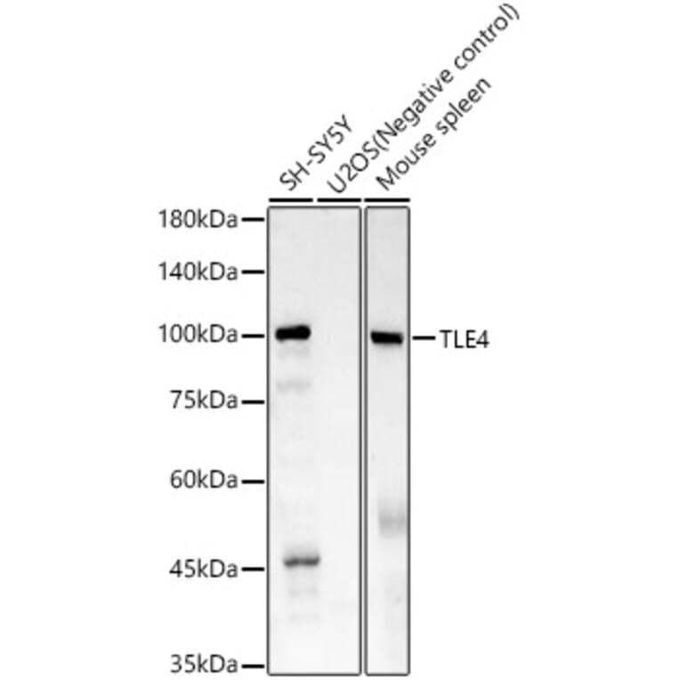 Western Blot - Anti-TLE4 Antibody [ARC61324] (A329903) - Antibodies.com