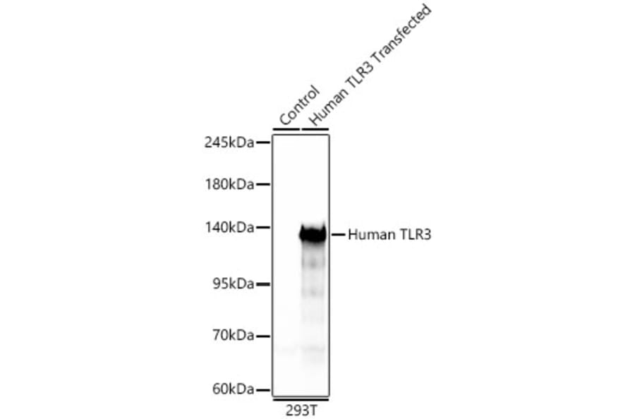 Western Blot - Anti-TLR3 Antibody (A329904) - Antibodies.com
