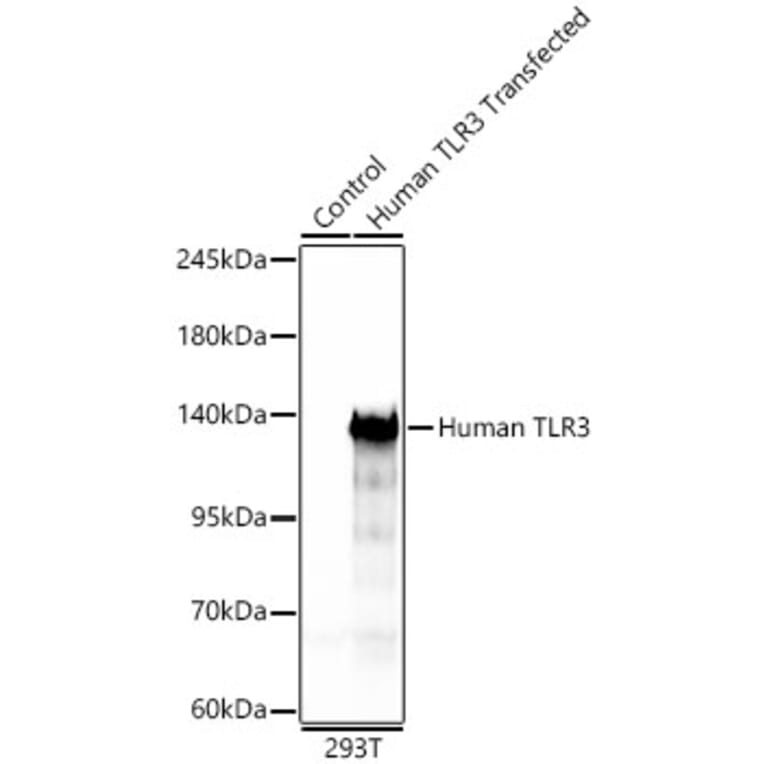 Western Blot - Anti-TLR3 Antibody (A329904) - Antibodies.com