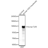 Western Blot - Anti-TLR3 Antibody (A329904) - Antibodies.com