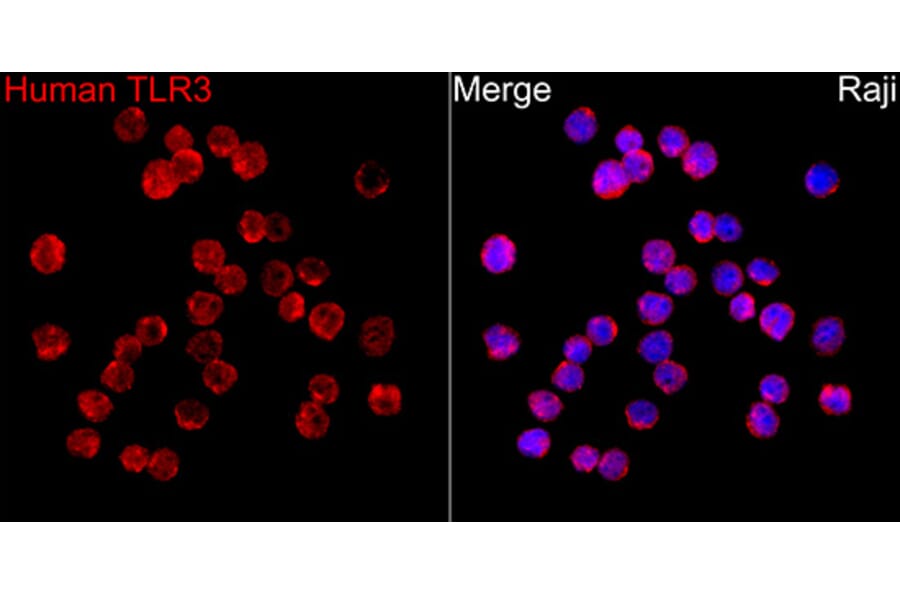 Immunofluorescence - Anti-TLR3 Antibody (A329904) - Antibodies.com