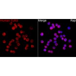 Immunofluorescence - Anti-TLR3 Antibody (A329904) - Antibodies.com