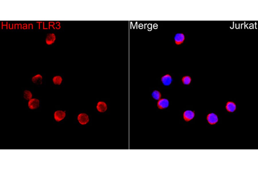 Immunofluorescence - Anti-TLR3 Antibody (A329904) - Antibodies.com
