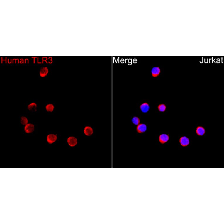 Immunofluorescence - Anti-TLR3 Antibody (A329904) - Antibodies.com