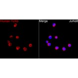 Immunofluorescence - Anti-TLR3 Antibody (A329904) - Antibodies.com