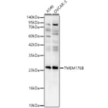 Western Blot - Anti-TMEM176B Antibody (A329906) - Antibodies.com