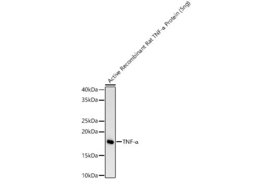 Western Blot - Anti-TNF alpha Antibody (A329909) - Antibodies.com