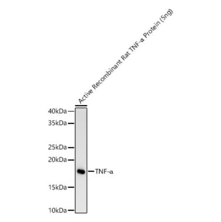 Western Blot - Anti-TNF alpha Antibody [ARC54411] (A329909) - Antibodies.com