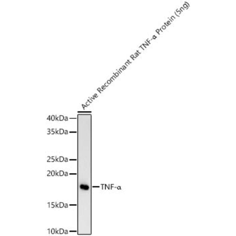 Western Blot - Anti-TNF alpha Antibody (A329909) - Antibodies.com