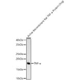 Western Blot - Anti-TNF alpha Antibody (A329909) - Antibodies.com