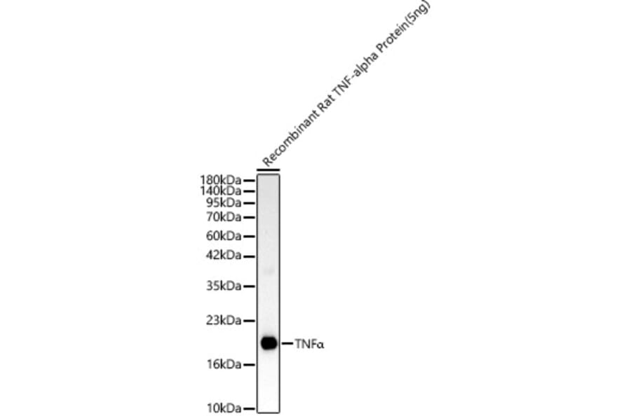 Western Blot - Anti-TNF alpha Antibody (A329912) - Antibodies.com