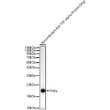 Western Blot - Anti-TNF alpha Antibody (A329912) - Antibodies.com