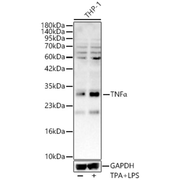 Western Blot - Anti-TNF alpha Antibody (A329912) - Antibodies.com