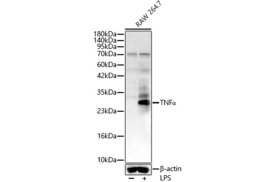 Western Blot - Anti-TNF alpha Antibody (A329912) - Antibodies.com
