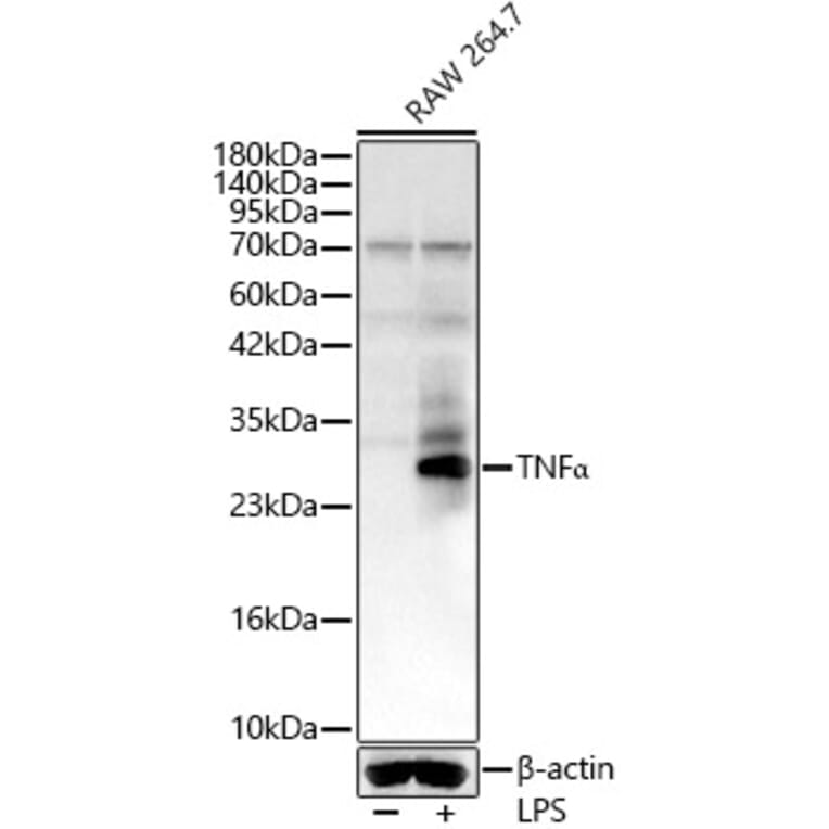 Western Blot - Anti-TNF alpha Antibody (A329912) - Antibodies.com