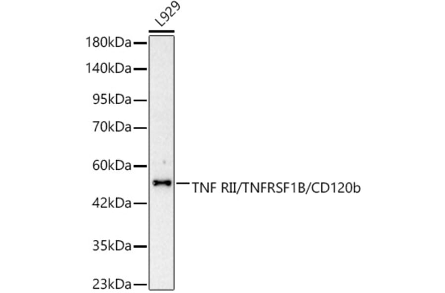 Western Blot - Anti-TNFRSF1B Antibody (A329919) - Antibodies.com