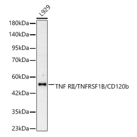 Western Blot - Anti-TNFRSF1B Antibody (A329919) - Antibodies.com
