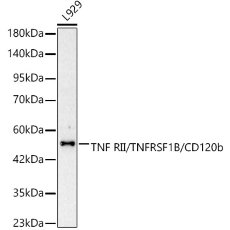 Western Blot - Anti-TNFRSF1B Antibody (A329919) - Antibodies.com