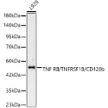 Western Blot - Anti-TNFRSF1B Antibody (A329919) - Antibodies.com