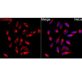 Immunofluorescence - Anti-TOMM5 Antibody (A329921) - Antibodies.com