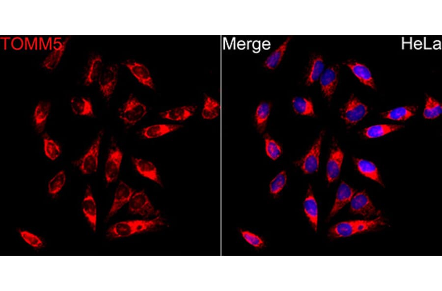 Immunofluorescence - Anti-TOMM5 Antibody (A329921) - Antibodies.com