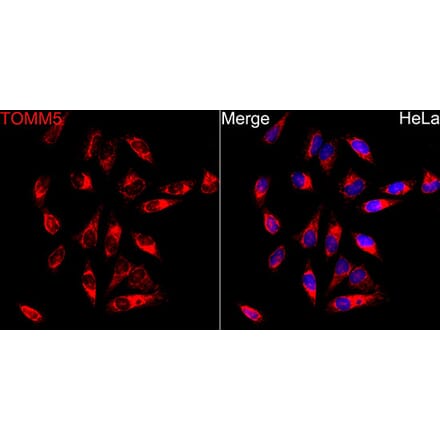 Immunofluorescence - Anti-TOMM5 Antibody (A329921) - Antibodies.com