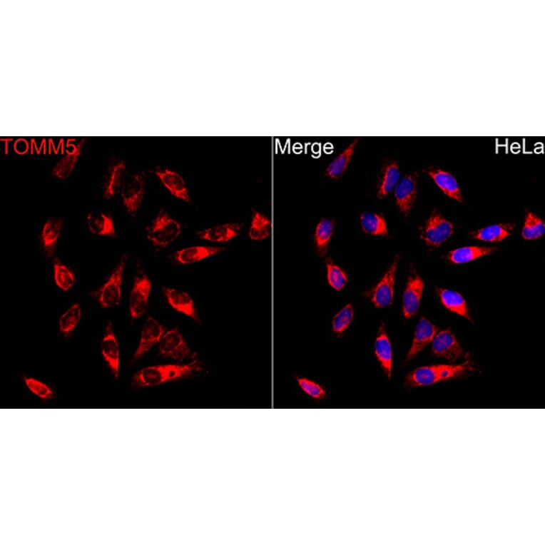 Immunofluorescence - Anti-TOMM5 Antibody (A329921) - Antibodies.com