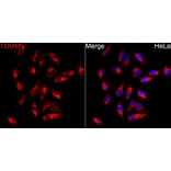 Immunofluorescence - Anti-TOMM5 Antibody (A329921) - Antibodies.com