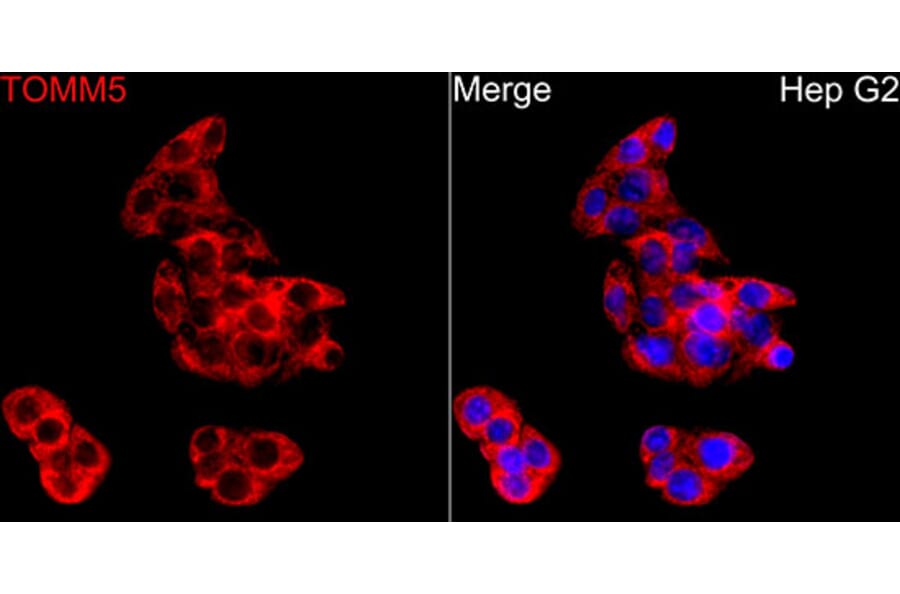 Immunofluorescence - Anti-TOMM5 Antibody (A329921) - Antibodies.com