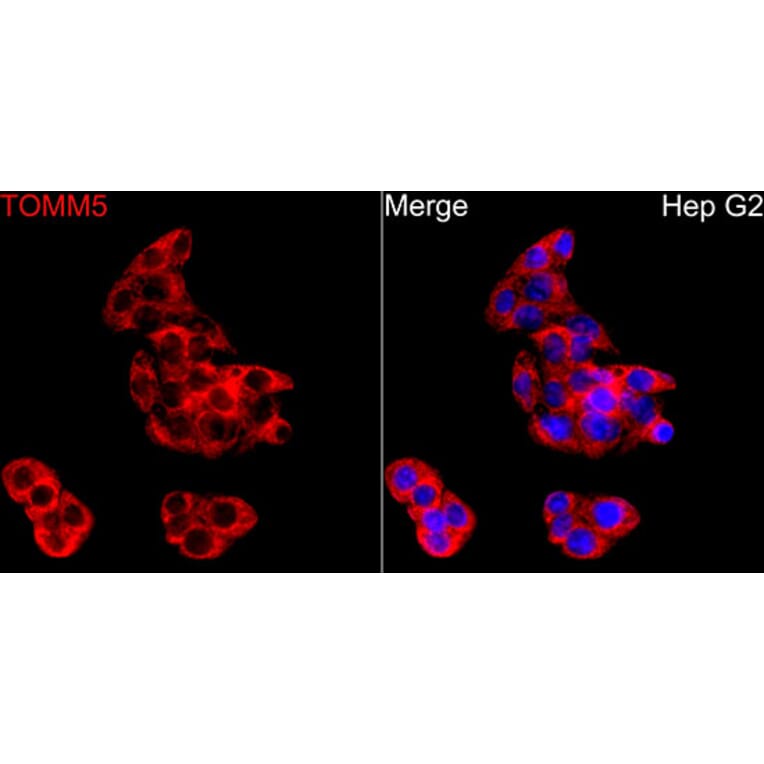 Immunofluorescence - Anti-TOMM5 Antibody (A329921) - Antibodies.com